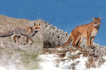 Santa Cruz prohíbe la caza de pumas y zorros en su territorio
