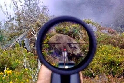 Autorizan la caza de jabalíes para proteger al venado de las pampas Autorizan la caza de jabalíes para proteger al venado de las pampas