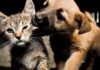 Crean una plataforma digital para registrar mascotas en todo el país Crean una plataforma digital para registrar mascotas en todo el país