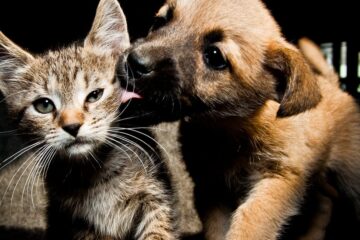 Más que una efeméride: el Día del Animal como motor de conciencia Más que una efeméride: el Día del Animal como motor de conciencia