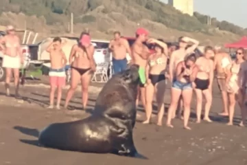 Buscan prohibir el acercamiento humano a animales marinos en playas bonaerenses