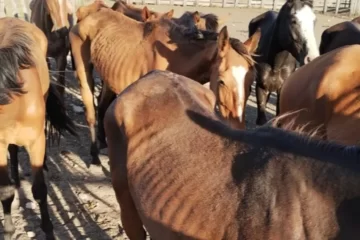 Condenaron a un hombre de Pringles por someter a maltratos a seis caballos Condenaron a un hombre de Pringles por someter a maltratos a seis caballos