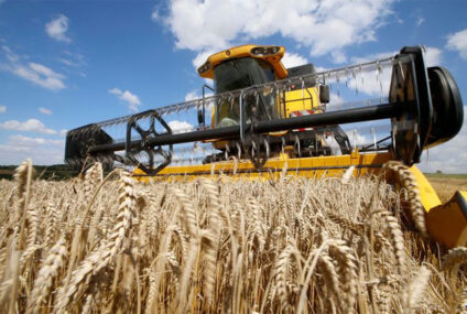 Pese a la cosecha récord, sembrarán menos trigo y cebada en la zona Pese a la cosecha récord, sembrarán menos trigo y cebada en la zona