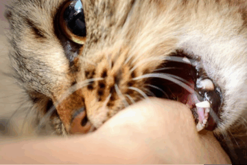 Un gato con rabia hirió a seis personas en Salliqueló