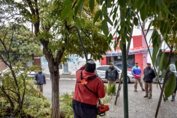 Rivera tendrá una capacitación gratuita en poda urbana este lunes 19