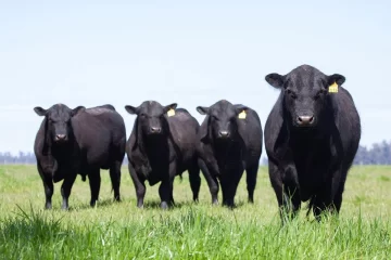 Un trabajador rural a juicio por caparle el toro a su vecino de campo