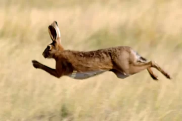 La Provincia habilita la caza comercial de liebre europea