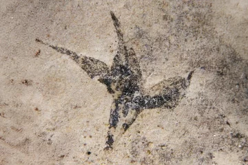 Hallan en San Luis la flor más antigua de Argentina: “Pequeña estrella del sur”