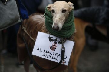 Avanza una nueva ley de protección animal en la Legislatura bonaerense. Avanza una nueva ley de protección animal en la Legislatura bonaerense.