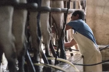 Preocupación en el sector lechero: cerraron más de mil tambos desde que asumió Milei