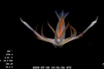 Científicos argentinos del CONICET transmiten en vivo desde 3.900 metros de profundidad en Mar del Plata y son furor en streaming