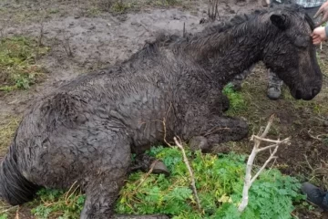La Policía suarense rescató a 4 caballos en estado de desnutrición, uno de ellos perdió la vida