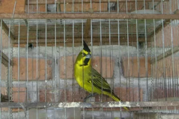 El silencio de los pastizales: tráfico ilegal de fauna silvestre en el sudoeste bonaerense