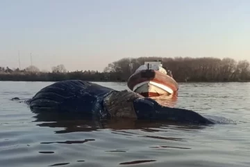 Apareció otra ballena agonizando en el Río Paraná y ya son tres en menos de dos semanas
