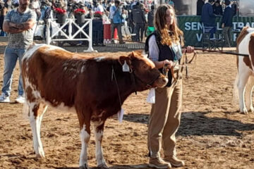 Estrella brilló en Palermo: premio para una ternera criolla nacida en la Chacra Experimental Carhué