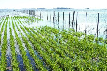 Kicillof prorrogó la emergencia para Adolfo Alsina y distritos de la zona