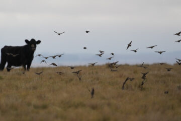 Ganadería de conservación: entre los Angus de La Josefina, crece y se multiplica un ave emblemática en la zona de Saavedra