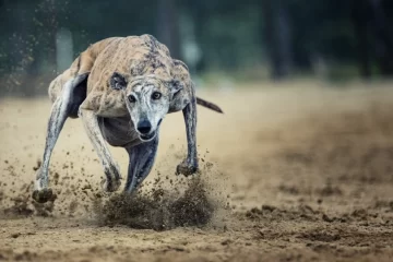 Desarticulan banda que organizaba carreras de galgos y recibía apuestas de otras provincias