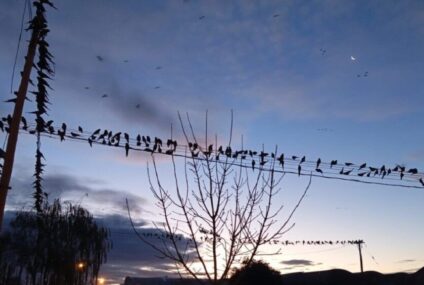 Invasión de loros en Villarino: encuentran un sistema que les causa pánico y los espanta Invasión de loros en Villarino: encuentran un sistema que les causa pánico y los espanta