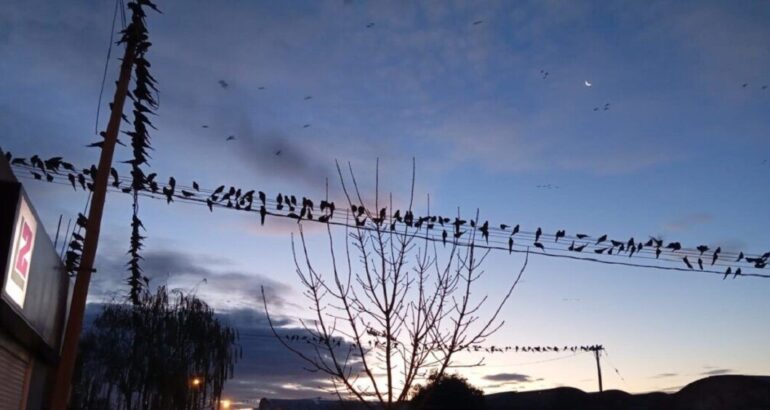 Invasión de loros en Villarino: encuentran un sistema que les causa pánico y los espanta Invasión de loros en Villarino: encuentran un sistema que les causa pánico y los espanta