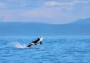 Día Mundial de los Océanos: La ONU renueva el llamado a protegerlos frente a las amenazas ambientales Día Mundial de los Océanos: La ONU renueva el llamado a protegerlos frente a las amenazas ambientales