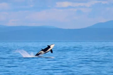 Científicos alertan sobre el riesgo de las Áreas Marinas Protegidas argentinas