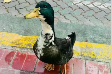 Insólita polémica en Mendoza: denunciaron a un pato por agredir a otras mascotas