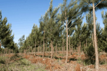 Pinos y eucaliptus: en un año y medio, Argentina sumó 49.000 hectáreas de plantaciones forestales