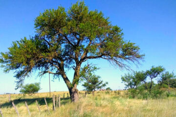 Día del Árbol en la Argentina: ¿por qué se celebra el 29 de agosto?