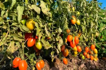 Tomate, yerba mate e industria maderera: la crisis de las economías regionales azota a las provincias