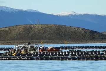 Especialistas del CONICET estudian el canal Beagle para el primer cultivo de mejillones a escala industrial