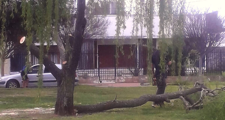 Tala indiscriminada de árboles en Carhué: el Municipio denunció daños al arbolado urbano Tala indiscriminada de árboles en Carhué: el Municipio denunció daños al arbolado urbano