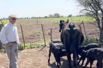Triple alegría para un productor: nacieron trillizas Aberdeen Angus en Alpachiri