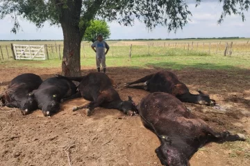Un rayo mató cinco vacas y un ternero en un campo pampeano