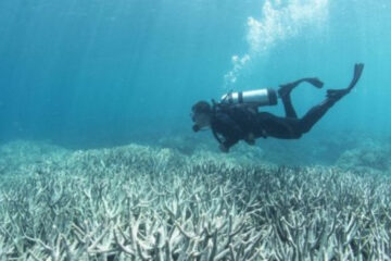El planeta supera su primer punto de no retorno climático: la muerte de los arrecifes de coral El planeta supera su primer punto de no retorno climático: la muerte de los arrecifes de coral