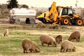 La Justicia ordena proteger a los carpinchos y suspende obras en Nordelta La Justicia ordena proteger a los carpinchos y suspende obras en Nordelta