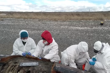 Misterio en Tierra del Fuego: investigan un varamiento masivo de 26 orcas de un ecotipo casi desconocido