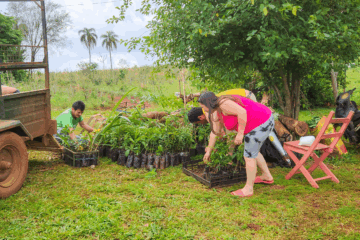 Misiones: superan los 200.000 árboles nativos plantados en una de las iniciativas de restauración más sostenidas del país Misiones: superan los 200.000 árboles nativos plantados en una de las iniciativas de restauración más sostenidas del país