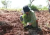 Plantan 100.000 árboles nativos en Misiones para restaurar un ecosistema amenazado