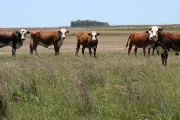 Sudoeste bonaerense: un proyecto internacional apunta al pastoreo como un proceso regenerativo