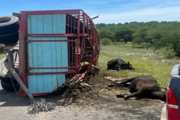 Volcó un acoplado con hacienda en la Ruta 14 y murieron tres vacunos