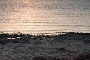 «Habitantes: Arqueología inédita contemporánea» se presenta en el Matadero de Carhué