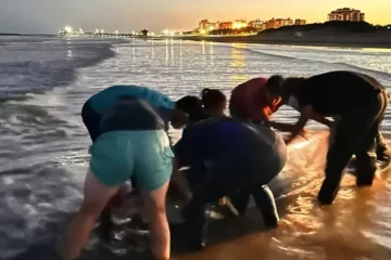 Sorpresa en una playa bonaerense: hallan uno de los cetáceos menos conocidos del mundo Sorpresa en una playa bonaerense: hallan uno de los cetáceos menos conocidos del mundo
