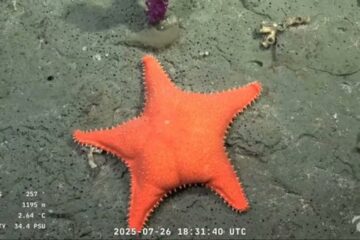 El streaming del CONICET que recorrió el fondo del mar ganó el Martín Fierro de Oro