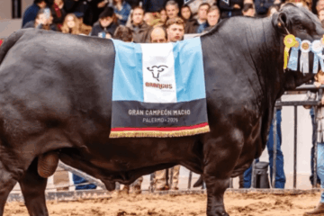 Un “Morocho” campeón mundial: el mejor toro Brangus del Planeta es argentino Un “Morocho” campeón mundial: el mejor toro Brangus del Planeta es argentino