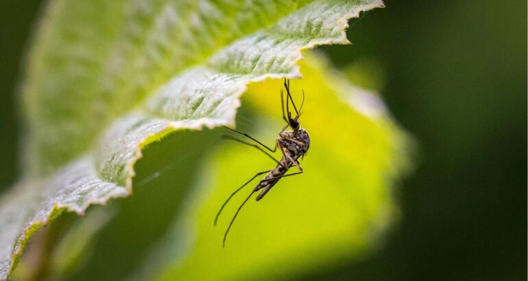 Adolfo Alsina: El Municipio inició aplicaciones preventivas contra mosquitos en espacios públicos Adolfo Alsina: El Municipio inició aplicaciones preventivas contra mosquitos en espacios públicos