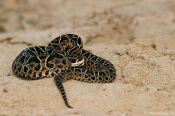 Una mujer fue atacada por una yarará en Reta y debió ser trasladada de urgencia