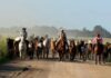 Senasa obliga a identificar con microchip a todos los caballos desde marzo de 2027 Senasa obliga a identificar con microchip a todos los caballos desde marzo de 2027