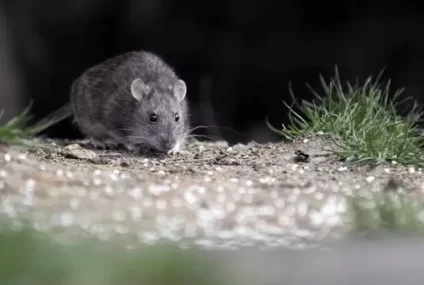Hantavirus en Argentina: ya se confirmaron 102 casos Hantavirus en Argentina: ya se confirmaron 102 casos