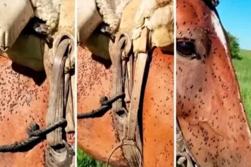 Invasión de mosquitos en un pueblo santafesino: “No se puede ni abrir la boca” Invasión de mosquitos en un pueblo santafesino: “No se puede ni abrir la boca”